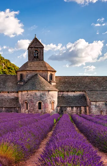 Cultural Stays - several rows of lavender in front of an old style building in the sun.
