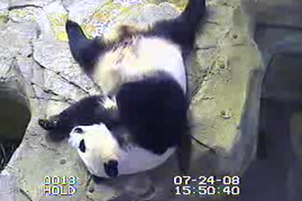 mei-xiang011.jpg