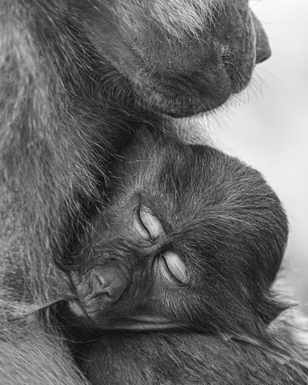Baby Baboon Suckling Mom thumbnail