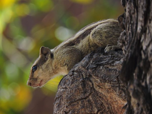 Squirrel captured during a photowalk thumbnail