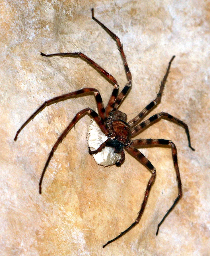 what is a wandering spider