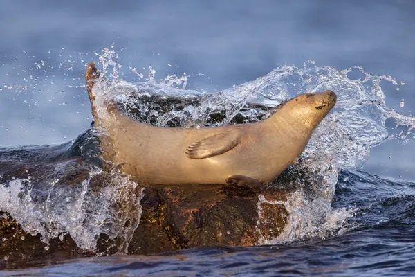 Harbor Seal sunbathing on the rock thumbnail