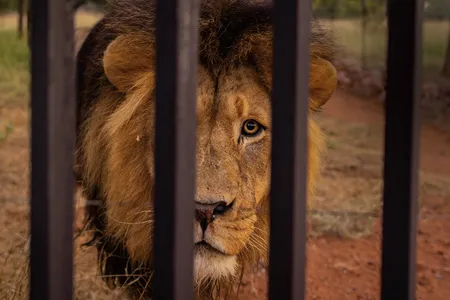 A captive-bred male lion at Warthog Safaris in Limpopo, South Africa. The breeding facility is one of an estimated 260 in the country.