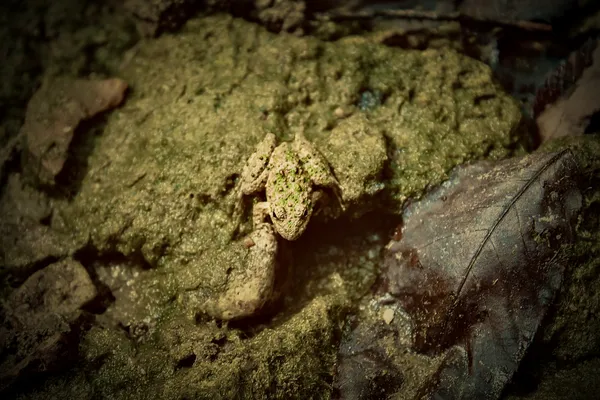 Where Camouflage Becomes Art thumbnail