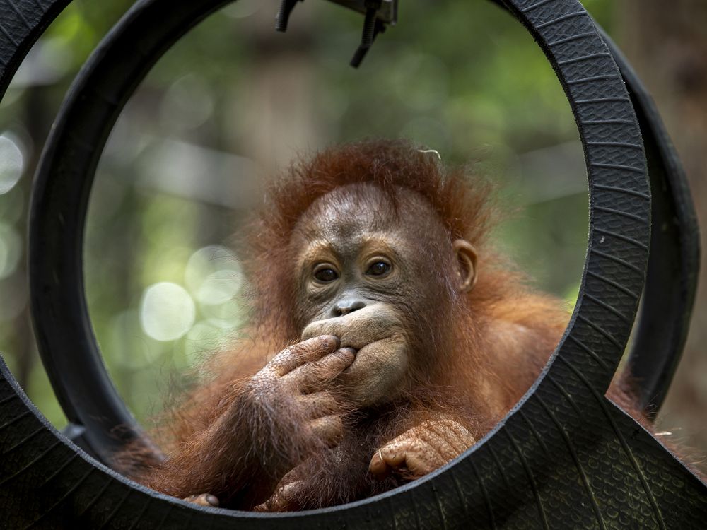 OPENER - Five-year-old Segi, rescued in 2021, learns how to climb at “jungle school,” run by the Borneo Orangutan Survival Foundation.