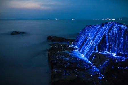Bioluminescent "sea fireflies," a species of ostracod crustacean, covering the rocks on the coast of Okayama, Japan. 