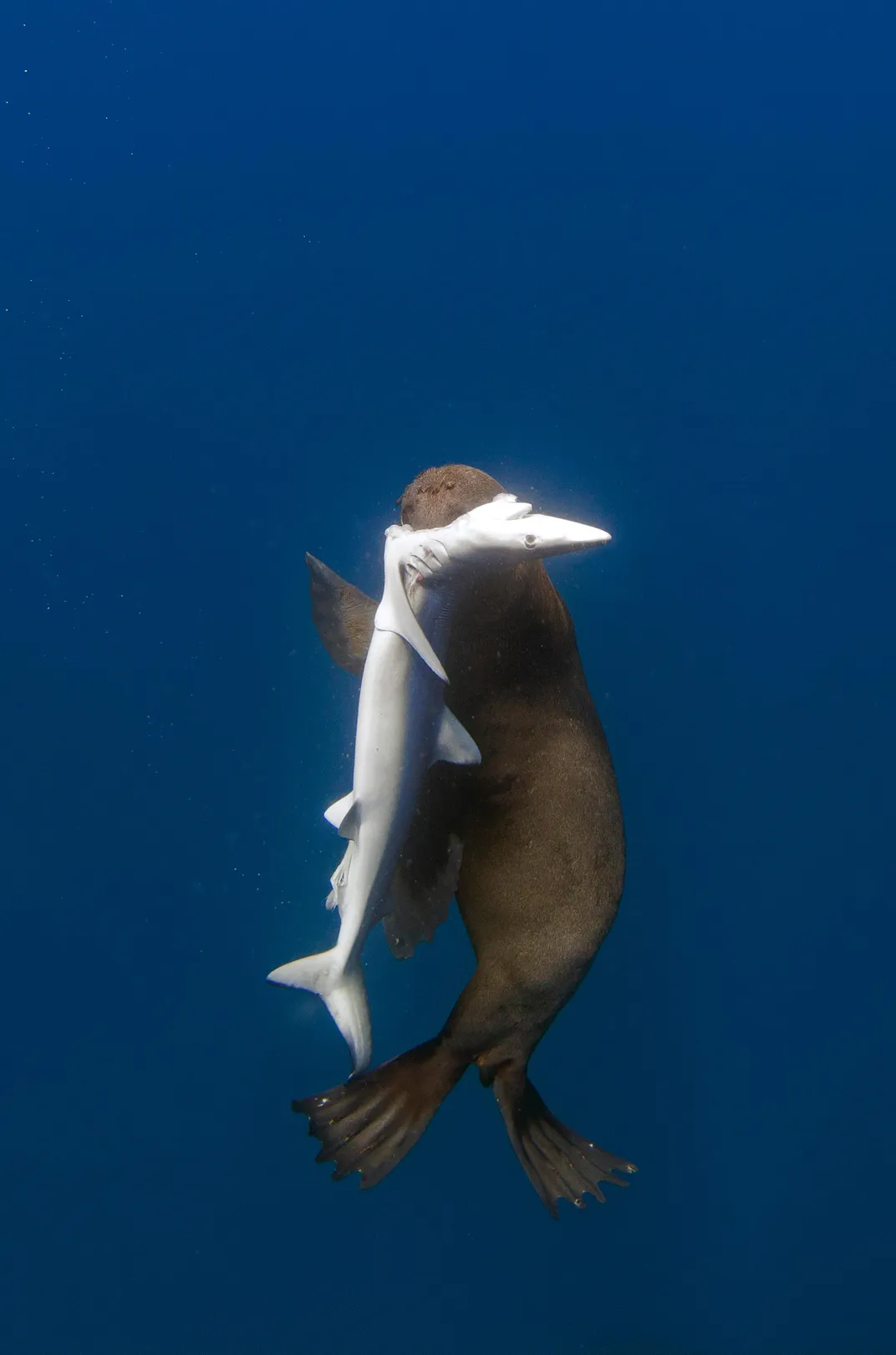 Fur Seals Caught Preying on Sharks Off South Africa