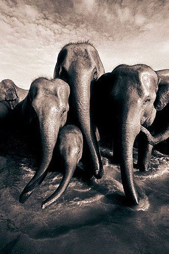 Ashes and ：Gregory Colbert Gregory Colbert's Ashes and Snow: A mesmerizing exhibit of