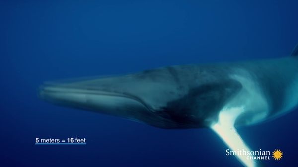 Preview thumbnail for This Videographer Strikes Gold with a Dwarf Minke Whale