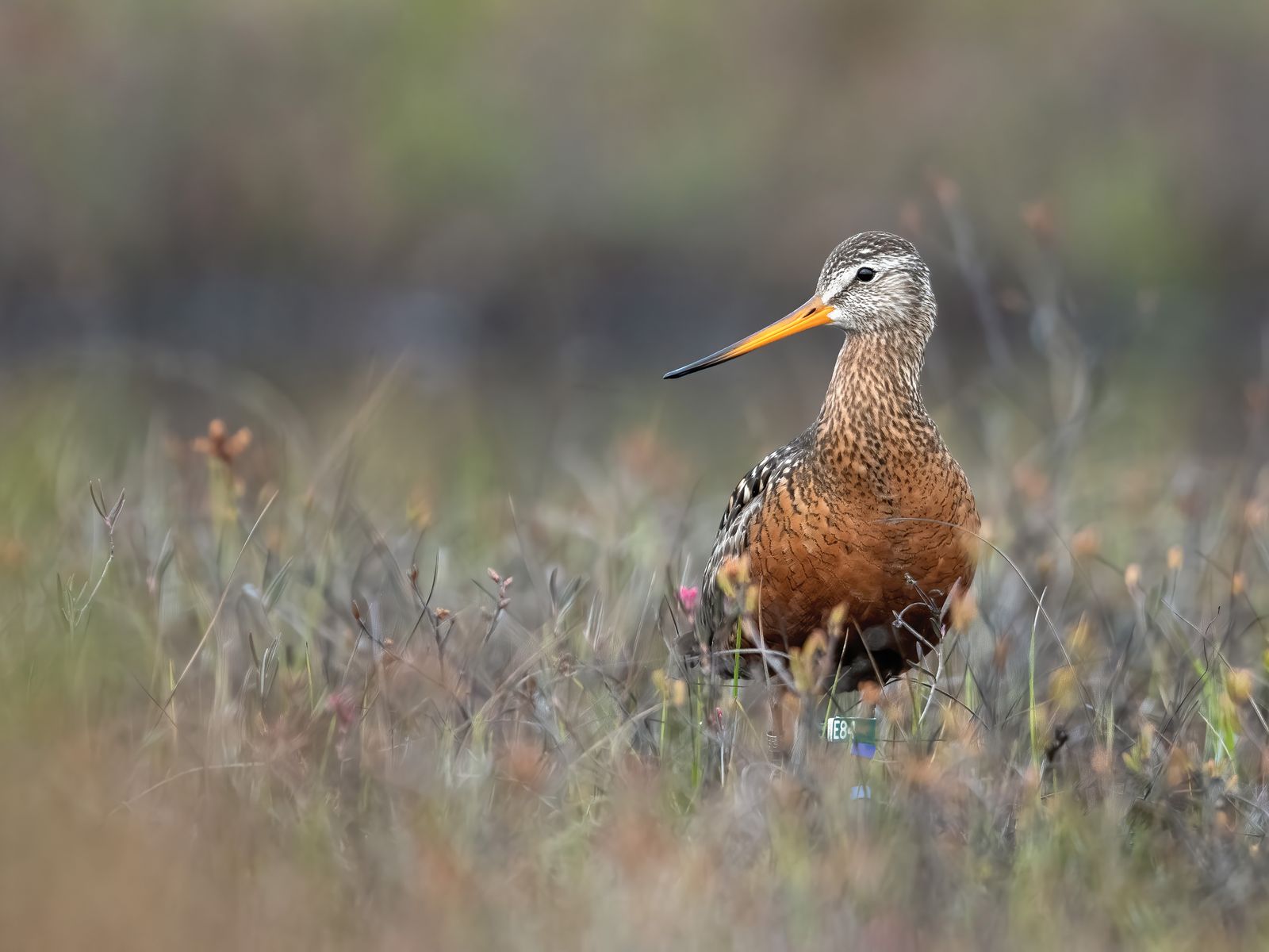 List of bird of prey species recorded at the wetlands.