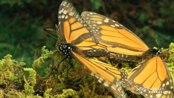 Preview thumbnail for Mesmerizing Footage of Monarch Butterflies Mating