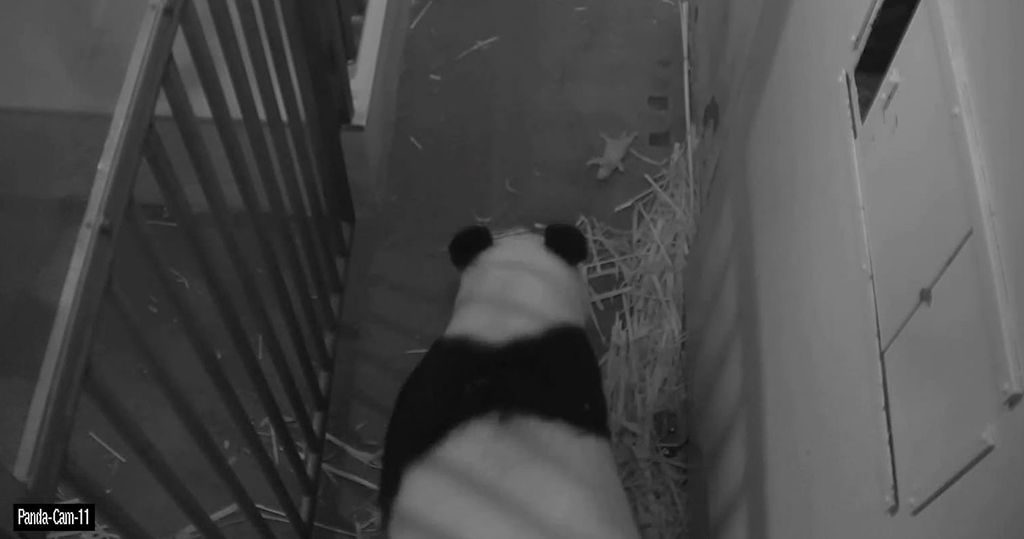 Mei Xiang & Cub, Aug. 28, 2015