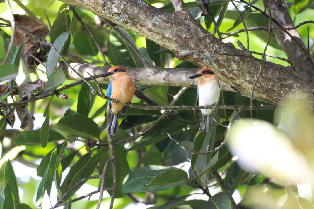 Two birds sitting on a branch against green leafy backdrop