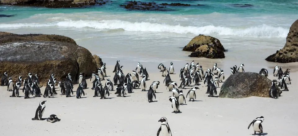  African penguins at Boulders Beach, Cape Town 
