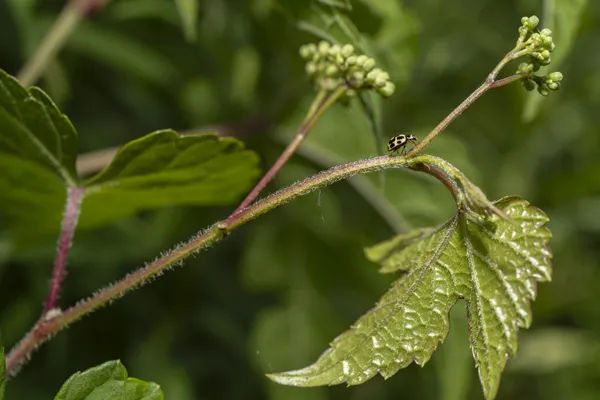 A Fourteen Spotted Ladybug Wandering up a plant thumbnail