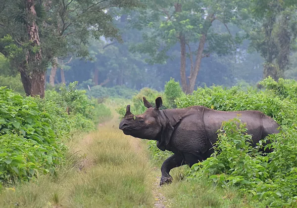 A One Horned Rhino  crossing Jungle coridoor thumbnail