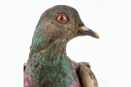 Cher Ami, April 1918–June 1919 (NMAH)