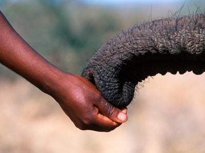 Elephants are complex communicators.