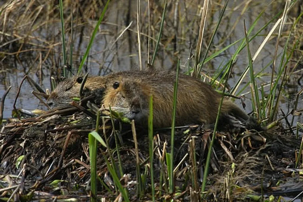 Invasive nutria in the Southern U.S.