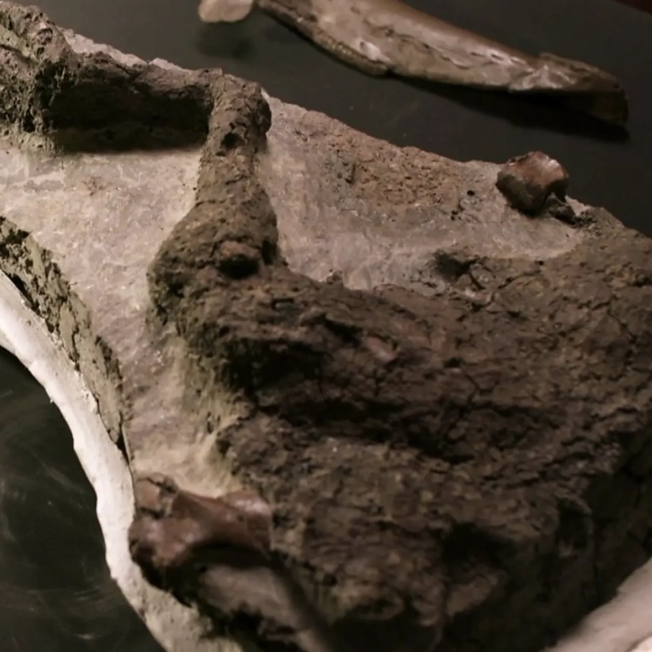Paleontologists Find Fossilized Remains of a Dinosaur Possibly 