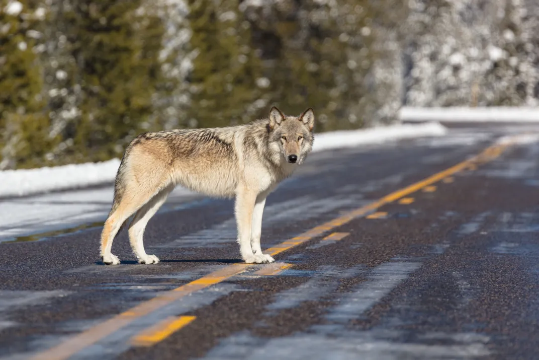 a gray wolf stands in the middle of a road