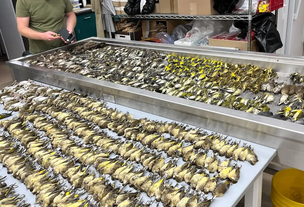 Lots of little yellow bird bodies on tables