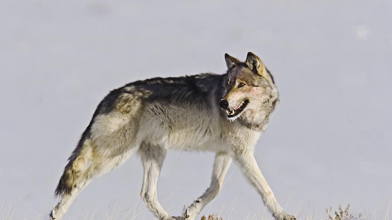 Wolves and the Balance of Nature in the Rockies | Science