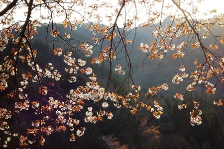 Yasuyuki Aono kept track of bloom dates for Yamazakura cherry trees in Kyoto.





