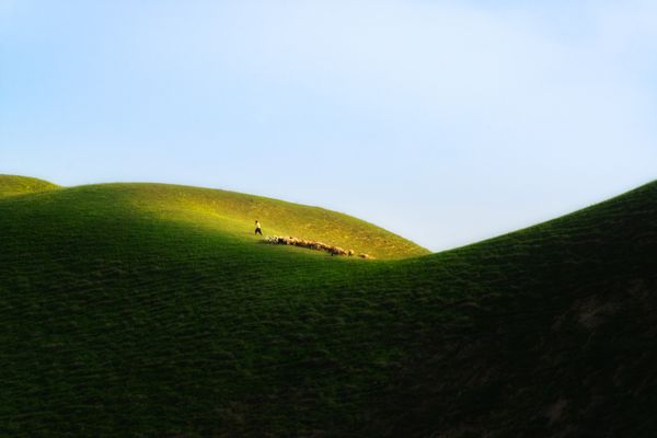 Shepherd and flock of sheep thumbnail