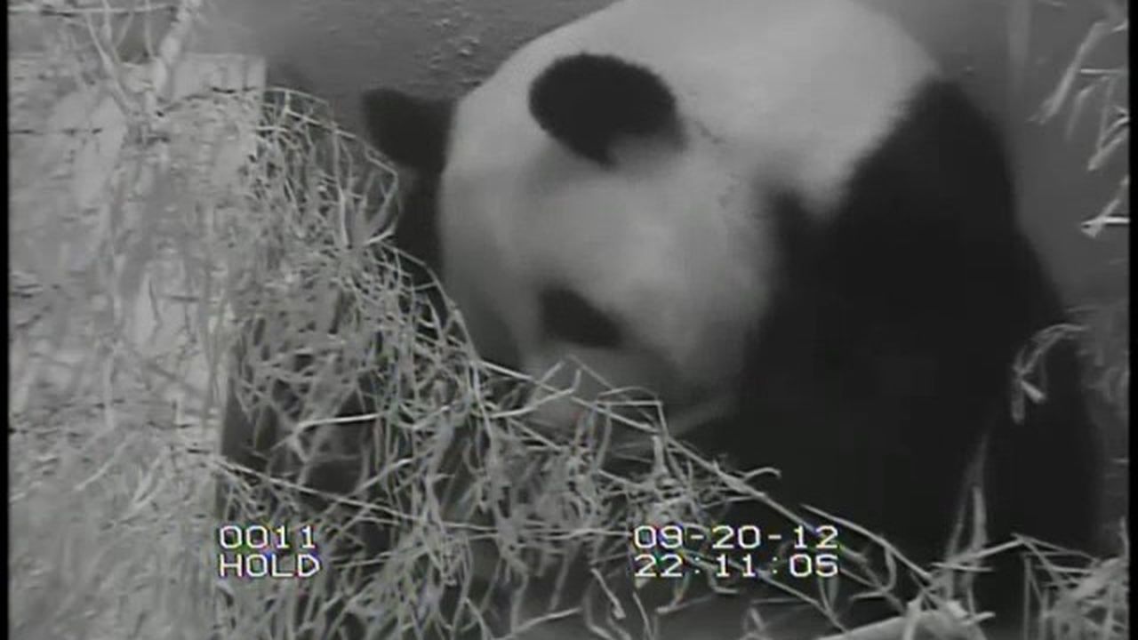 Preview thumbnail for Best View of the Baby Panda Yet