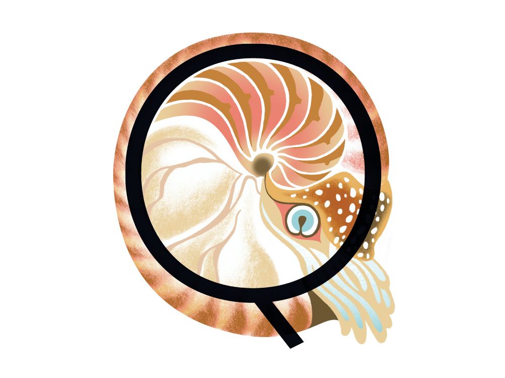 Mollusk illo