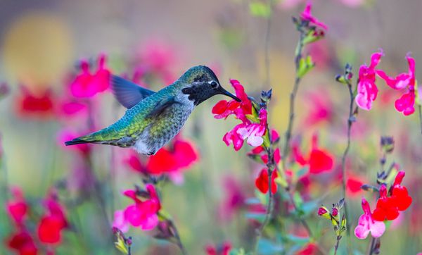 Hummingbird In The Flowers thumbnail