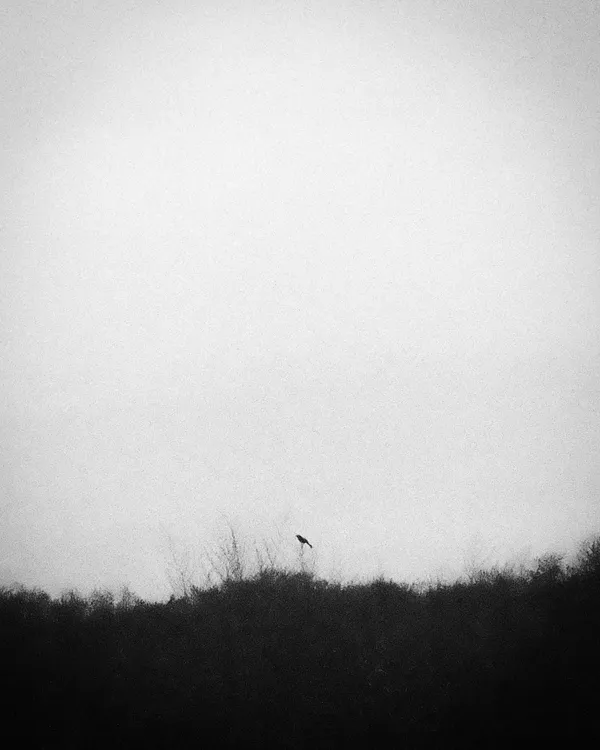 The Lone Bird thumbnail