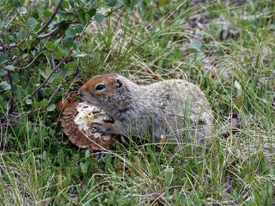Turns out, the Arctic squirrels (Urocitellus parryii) on Chirikof Island, long believed to be an invasive species, were native.