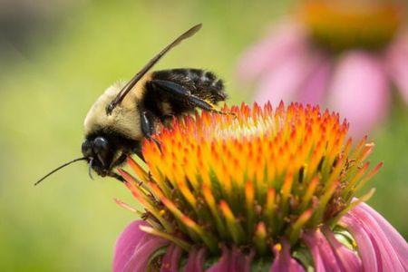 Neonics are responsible for 92 percent of the increase in U.S. agricultural toxicity