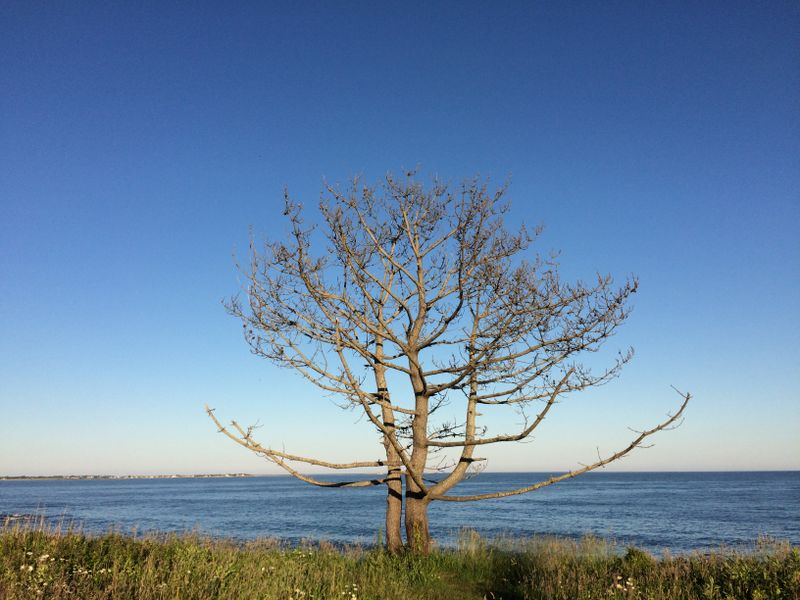 Lone tree at Sachuest Wildlife Reserve in Rhode Island Smithsonian Photo Contest Smithsonian
