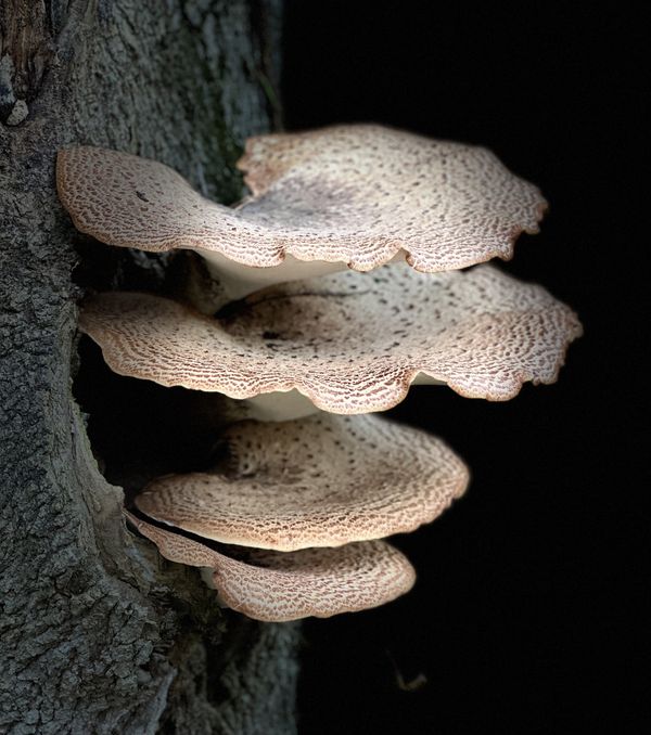 Mushrooms on a tree thumbnail