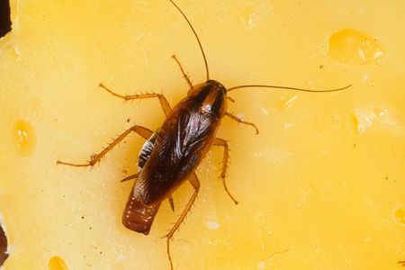 A German cockroach in a moment of solitude.