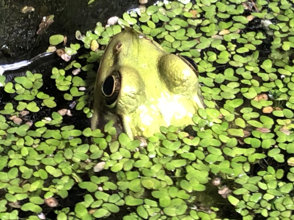 Little green frog trying to hide amongst the green leaves., Smithsonian  Photo Contest