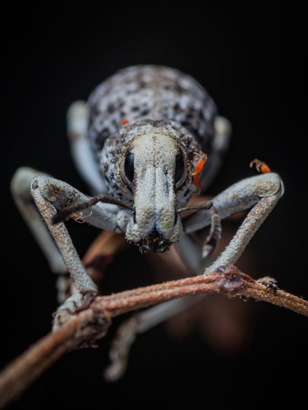 Catching a Weevil Ride thumbnail