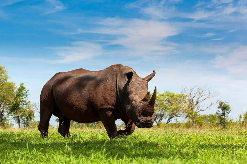 Rhino