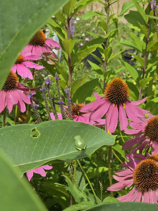 Treefrog booty in pollinator garden thumbnail