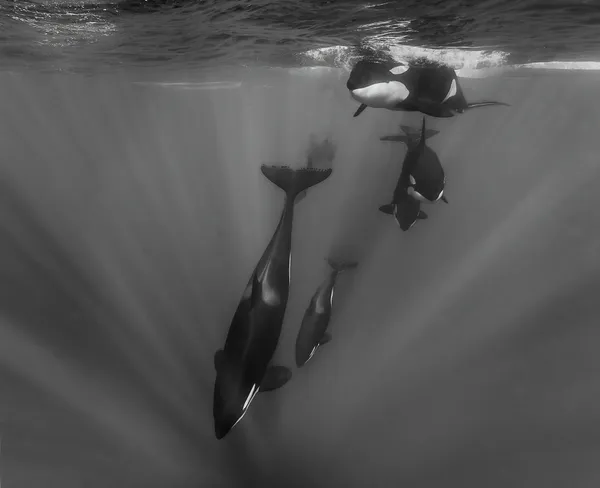 Orcas in Sunbeams thumbnail