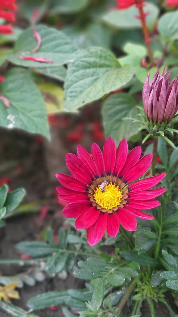 A bee on a winter flower in Dhaka. Nature's quiet moments. thumbnail