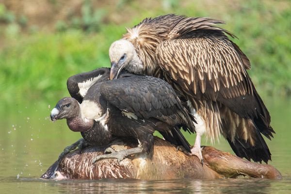 White Rumped Vulture and Himalayan Griffon Vulture Sharing Carcass thumbnail