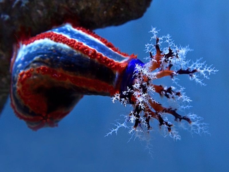 Sea cucumber displaying the colors at the Long Beach Aquarium of the