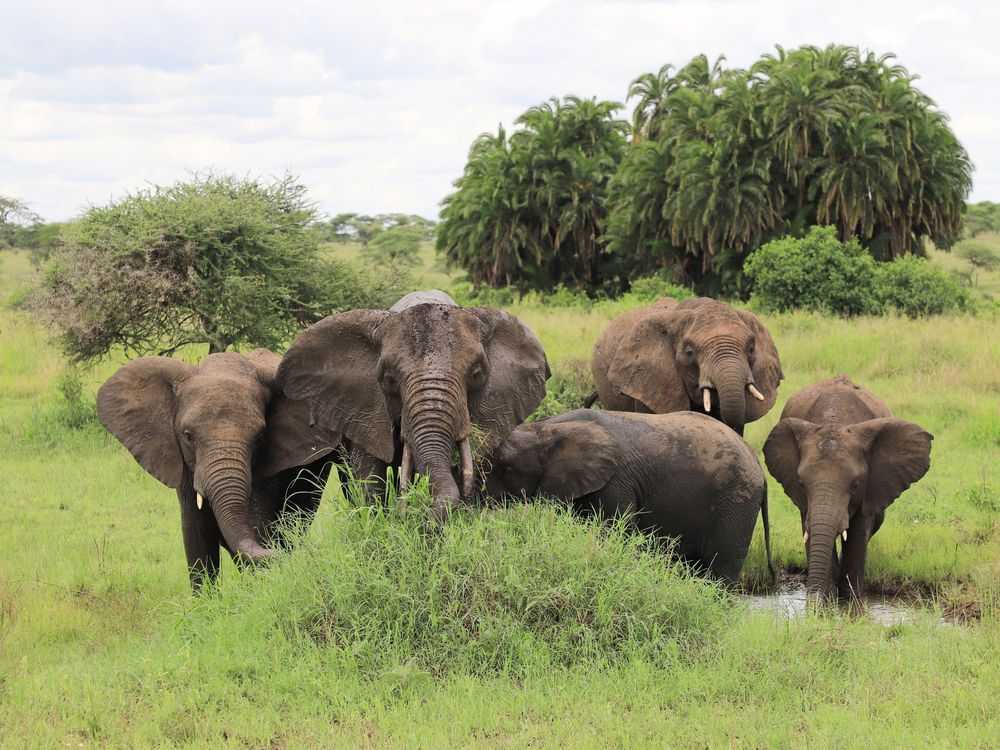A handful of elephants stand behind a bush