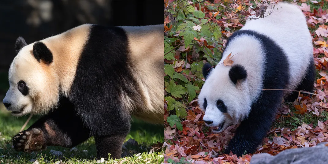 Two pandas side-by-side