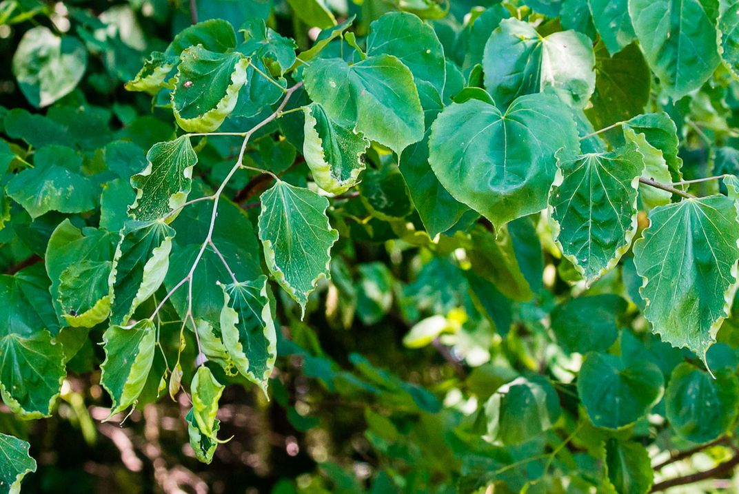 redbud leaves curled up