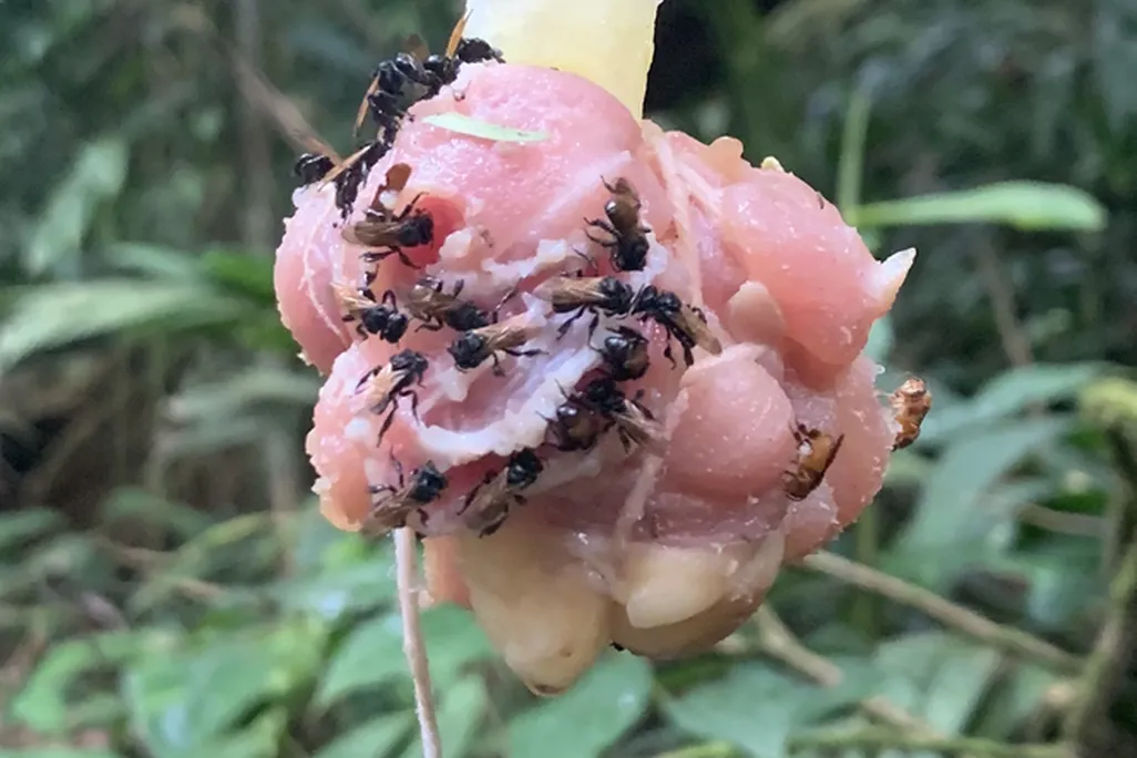 An image of a ball of diced chicken hanging by a thread. The chicken is covered in vulture bees, eating away at the dangling meat.